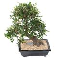 BONSAI ORME Artificiel EN COUPE gravier