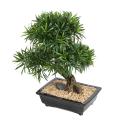 Bonsaï artificiel podocarpus en coupe